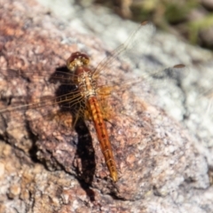 Diplacodes haematodes at Tennent, ACT - 29 Dec 2021 09:54 AM