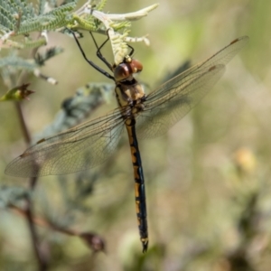 Hemicordulia tau at Tennent, ACT - 29 Dec 2021 02:31 PM