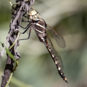 Adversaeschna brevistyla at Tennent, ACT - 29 Dec 2021