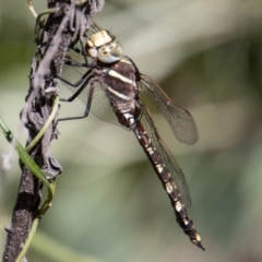 Adversaeschna brevistyla (Blue-spotted Hawker) at Tennent, ACT - 29 Dec 2021 by SWishart