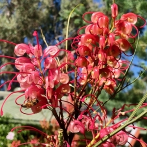 Grevillea sp. at Aranda, ACT - 30 Dec 2021