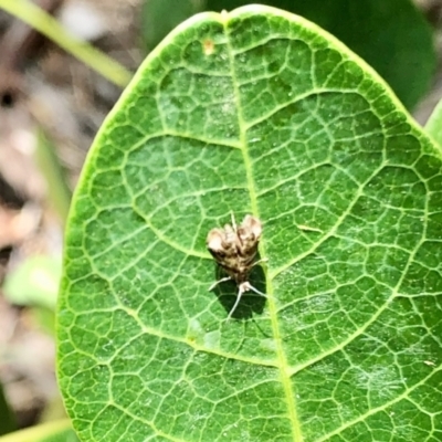 Tebenna micalis (Small Thistle Moth) at Aranda, ACT - 31 Dec 2021 by KMcCue