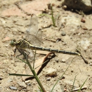 Austrogomphus guerini at Burradoo, NSW - 31 Dec 2021