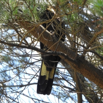 Zanda funerea (Yellow-tailed Black-Cockatoo) at Wingecarribee Local Government Area - 31 Dec 2021 by GlossyGal