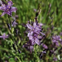 Caesia calliantha (Blue Grass-lily) at Mount Painter - 28 Dec 2021 by CathB