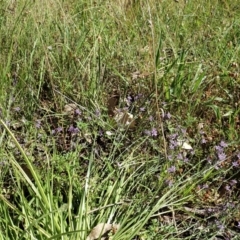 Caesia calliantha at Cook, ACT - 28 Dec 2021