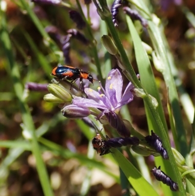 Dicranolaius villosus (Melyrid flower beetle) at Mount Painter - 28 Dec 2021 by CathB