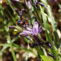 Dicranolaius villosus (Melyrid flower beetle) at Cook, ACT - 28 Dec 2021 by CathB