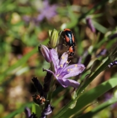 Dicranolaius villosus at Cook, ACT - 28 Dec 2021