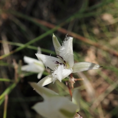 Thysanotus tuberosus (Common Fringe-lily) at Cook, ACT - 28 Dec 2021 by CathB