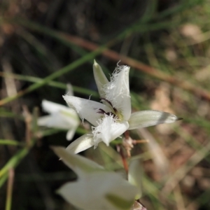 Thysanotus tuberosus at Cook, ACT - 28 Dec 2021