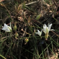 Thysanotus tuberosus at Cook, ACT - 28 Dec 2021