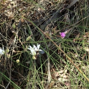 Thysanotus tuberosus at Cook, ACT - 28 Dec 2021