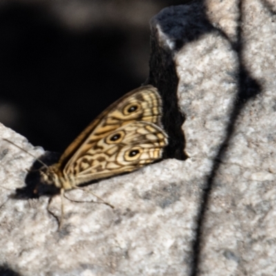 Geitoneura acantha (Ringed Xenica) at Namadgi National Park - 29 Dec 2021 by SWishart