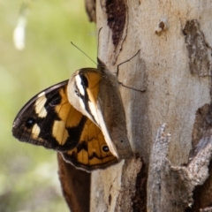 Heteronympha merope (Common Brown Butterfly) at Namadgi National Park - 29 Dec 2021 by SWishart
