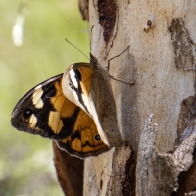 Heteronympha merope (Common Brown Butterfly) at Tennent, ACT - 29 Dec 2021 by SWishart