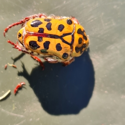 Neorrhina punctata (Spotted flower chafer) at Isaacs, ACT - 31 Dec 2021 by Mike