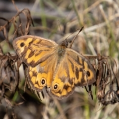 Heteronympha merope (Common Brown Butterfly) at Namadgi National Park - 28 Dec 2021 by SWishart