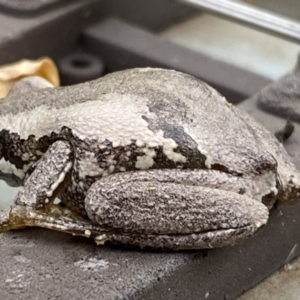 Litoria quiritatus at suppressed - suppressed