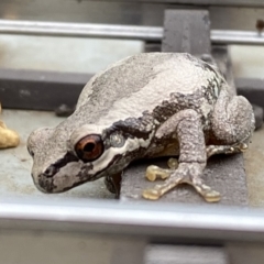 Litoria quiritatus at suppressed - suppressed