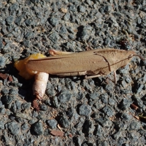 Goniaea sp. (genus) at Cook, ACT - 28 Dec 2021 04:50 PM