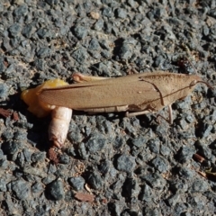 Goniaea sp. (genus) (A gumleaf grasshopper) at Cook, ACT - 28 Dec 2021 by CathB