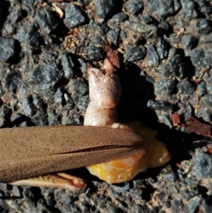 Goniaea sp. (genus) at Cook, ACT - 28 Dec 2021