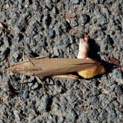 Goniaea sp. (genus) at Cook, ACT - 28 Dec 2021 04:50 PM