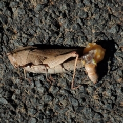 Goniaea sp. (genus) at Cook, ACT - 28 Dec 2021