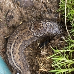 Limax maximus (Leopard Slug, Great Grey Slug) at Burradoo, NSW - 28 Dec 2021 by GlossyGal