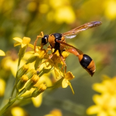 Delta bicinctum (Potter wasp) at Namadgi National Park - 29 Dec 2021 by SWishart