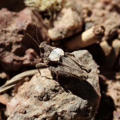 Tetrigidae (family) (Pygmy grasshopper) at Cook, ACT - 28 Dec 2021 by CathB