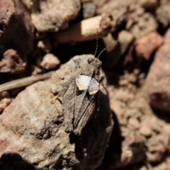 Tetrigidae (family) at Cook, ACT - 28 Dec 2021 04:14 PM