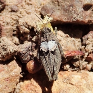 Tetrigidae (family) at Cook, ACT - 28 Dec 2021 04:14 PM