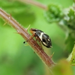 Bathyllus albicinctus (Spittlebug, Froghopper) at Aranda Bushland - 25 Dec 2021 by CathB