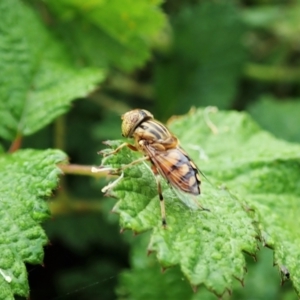 Eristalinus punctulatus at Molonglo Valley, ACT - 26 Dec 2021 07:22 AM