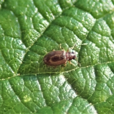 Corticariinae (subfamily) (Mould beetle, minute brown scavenger beetle) at Molonglo Valley, ACT - 29 Dec 2021 by CathB