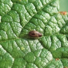 Corticariinae (subfamily) at Molonglo Valley, ACT - 29 Dec 2021 07:34 AM