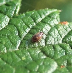 Corticariinae (subfamily) at Molonglo Valley, ACT - 29 Dec 2021 07:34 AM