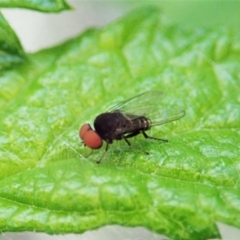 Platypezidae (family) (Unidentified platypezid fly) at Molonglo Valley, ACT - 29 Dec 2021 by CathB