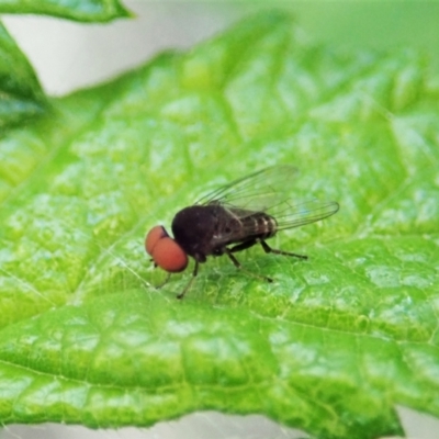 Platypezidae sp. (family) (Unidentified platypezid fly) at Aranda Bushland - 28 Dec 2021 by CathB