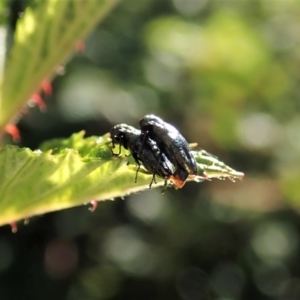 Aaaaba fossicollis at Molonglo Valley, ACT - 29 Dec 2021