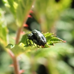 Aaaaba fossicollis at Molonglo Valley, ACT - 29 Dec 2021