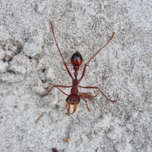 Myrmecia gulosa at Evans Head, NSW - 31 Dec 2021 06:07 PM