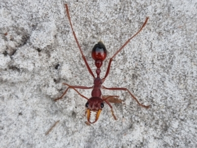 Myrmecia gulosa (Red bull ant) at Evans Head, NSW - 31 Dec 2021 by AaronClausen
