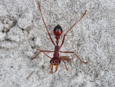 Unidentified Ant (Hymenoptera, Formicidae) at Evans Head, NSW - 31 Dec 2021 by AaronClausen