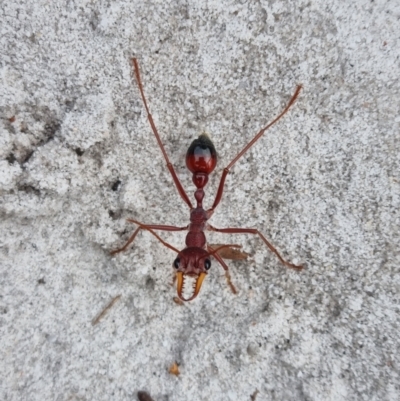 Myrmecia gulosa (Red bull ant) at Evans Head, NSW - 31 Dec 2021 by AaronClausen