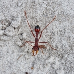 Unidentified Ant (Hymenoptera, Formicidae) (TBC) at Evans Head, NSW - 31 Dec 2021 by AaronClausen