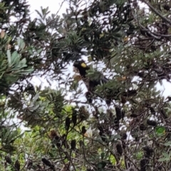 Zanda funerea (Yellow-tailed Black-Cockatoo) at Evans Head, NSW - 31 Dec 2021 by AaronClausen