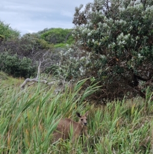 Macropus giganteus at Evans Head, NSW - 31 Dec 2021 06:37 PM